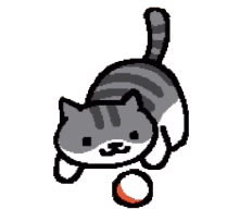 a gif of a cat